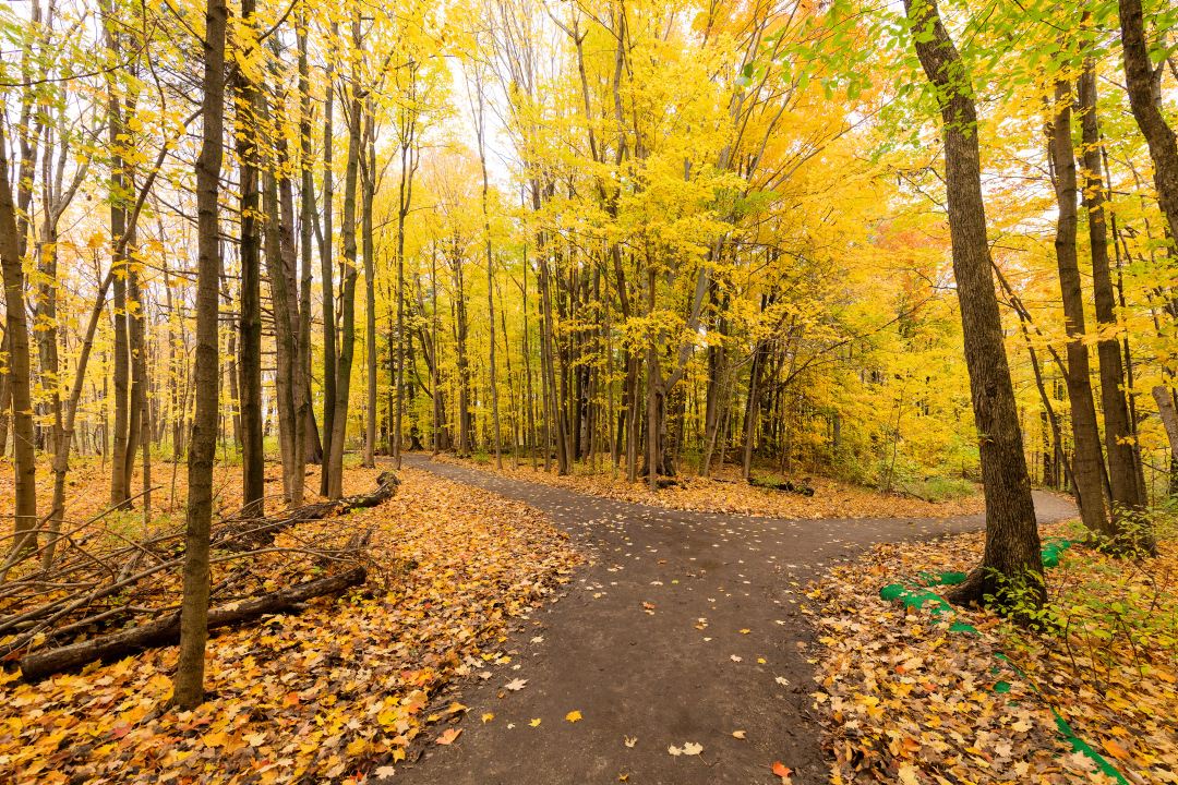 A trail going through a forest during the fall