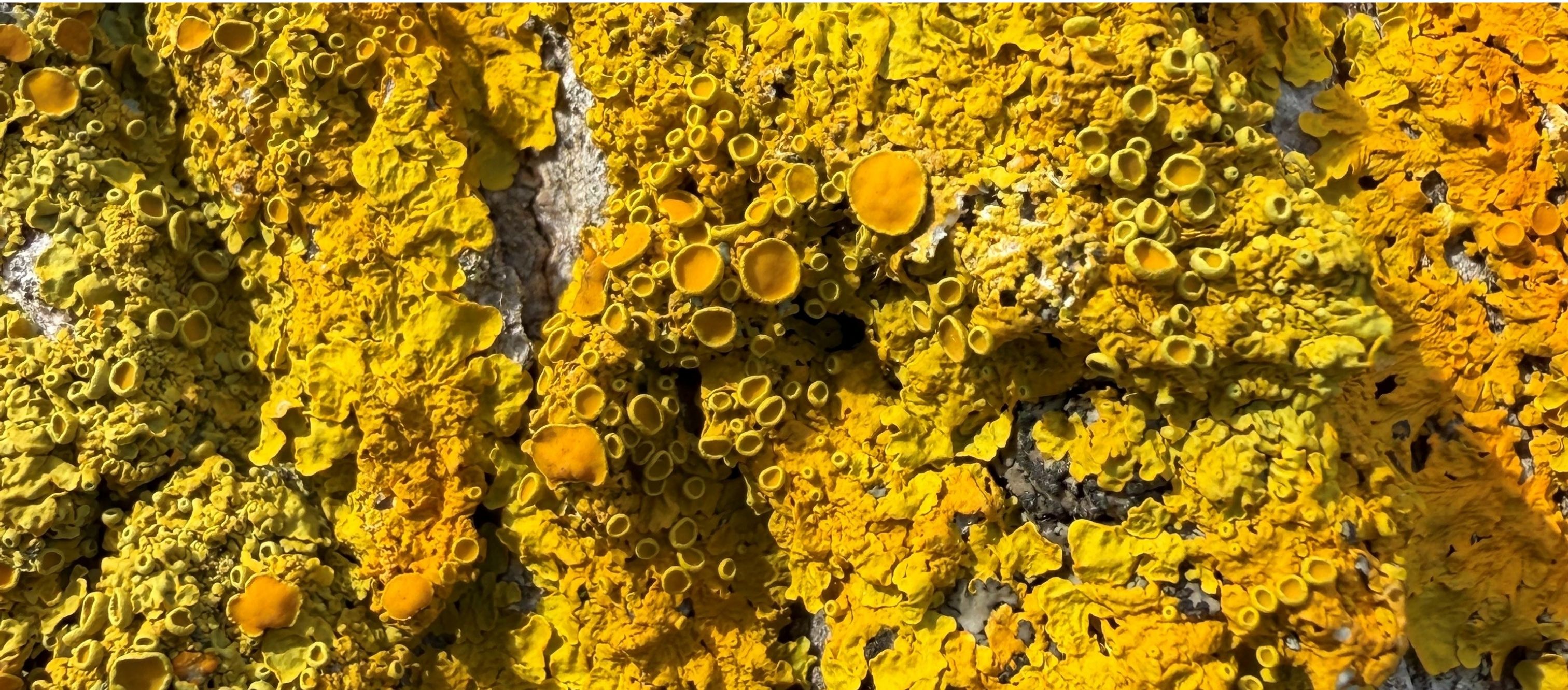 close up of lichen