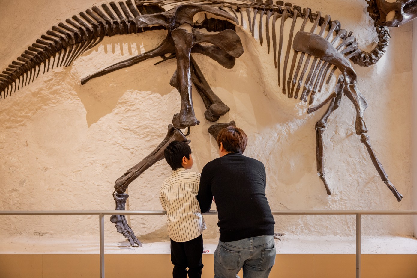 Father and son looking up at a hadrosaur dinosaur fossil skeleton