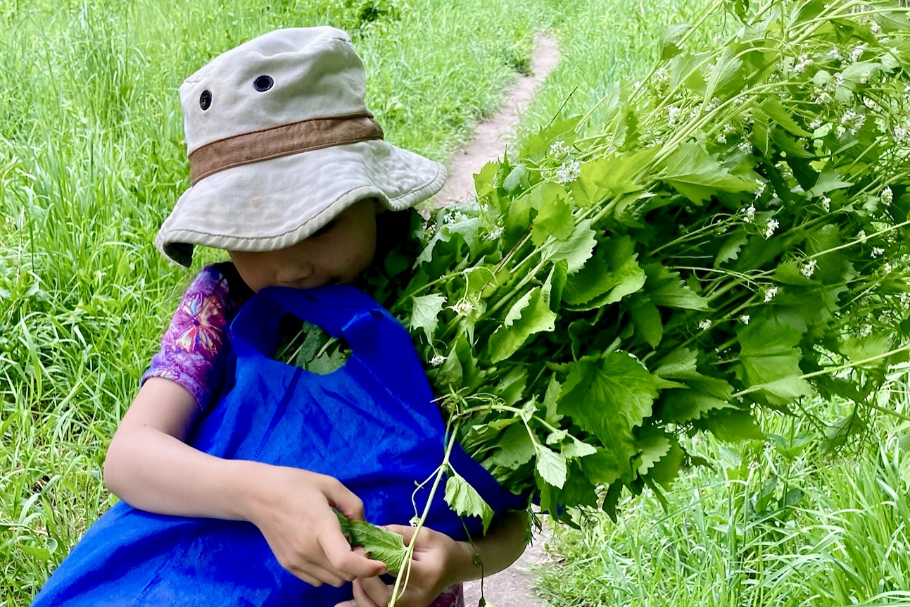 A young girl wearing a sunhat carries a bunch of garlic mustard down a dirt path across a field.