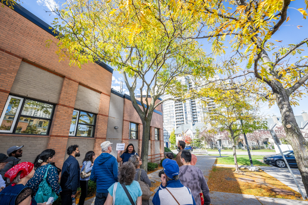 Tour participants look up at a honey locust tree.