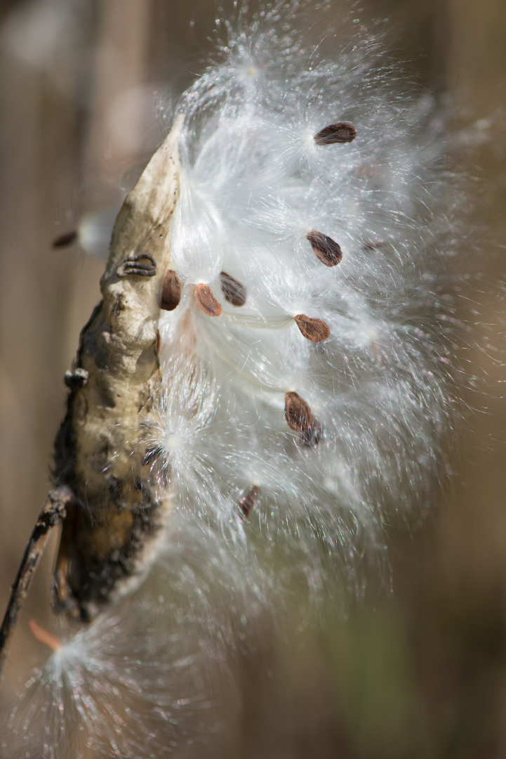 Close up of milkweed pod with seeds coming out.
