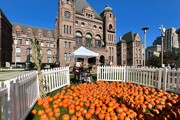 A pumpkin patch in front of Ontario's Legislative Building, Queen's Park