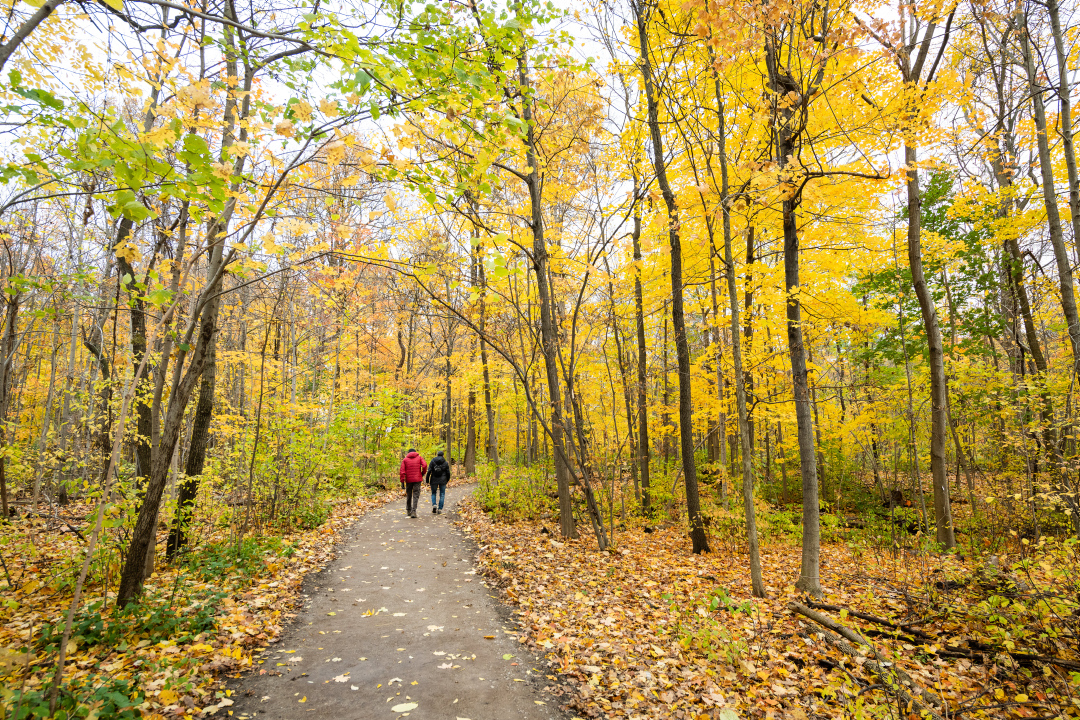 Two people walk down a path surround by yellowing leaves on trees