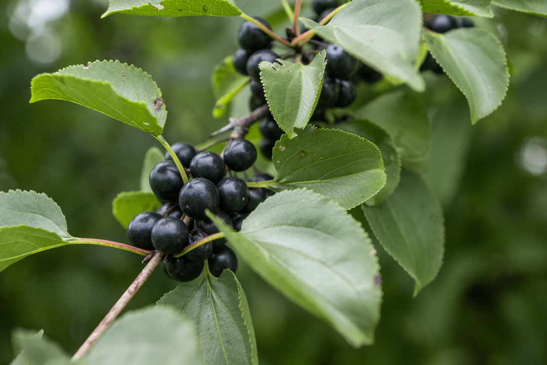 A close up of buckthorn berries.