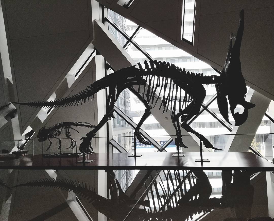 Dinosaur skeleton in shadow
