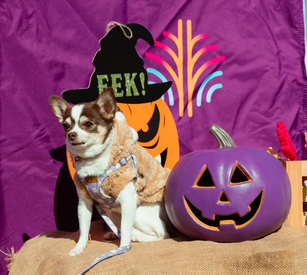 Dog in a halloween costume siting next to pumpkins and halloween decorations