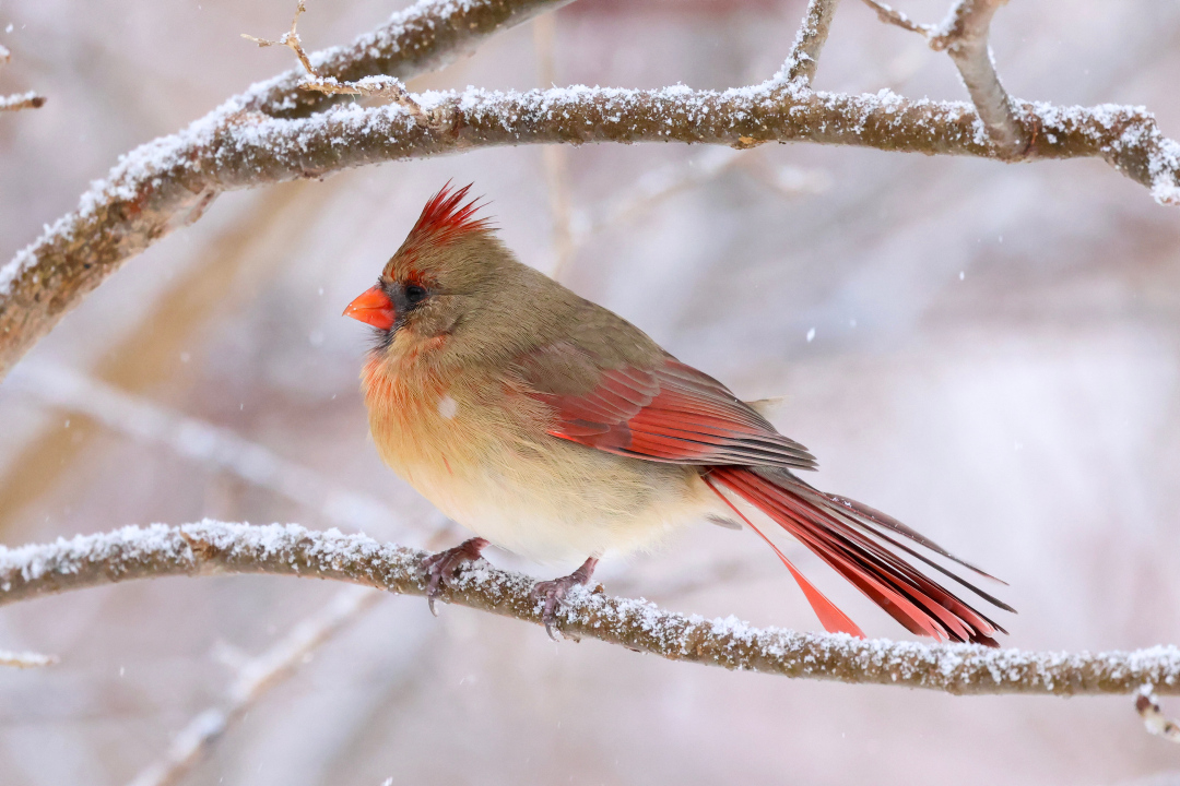 Northern Cardinal in the winter