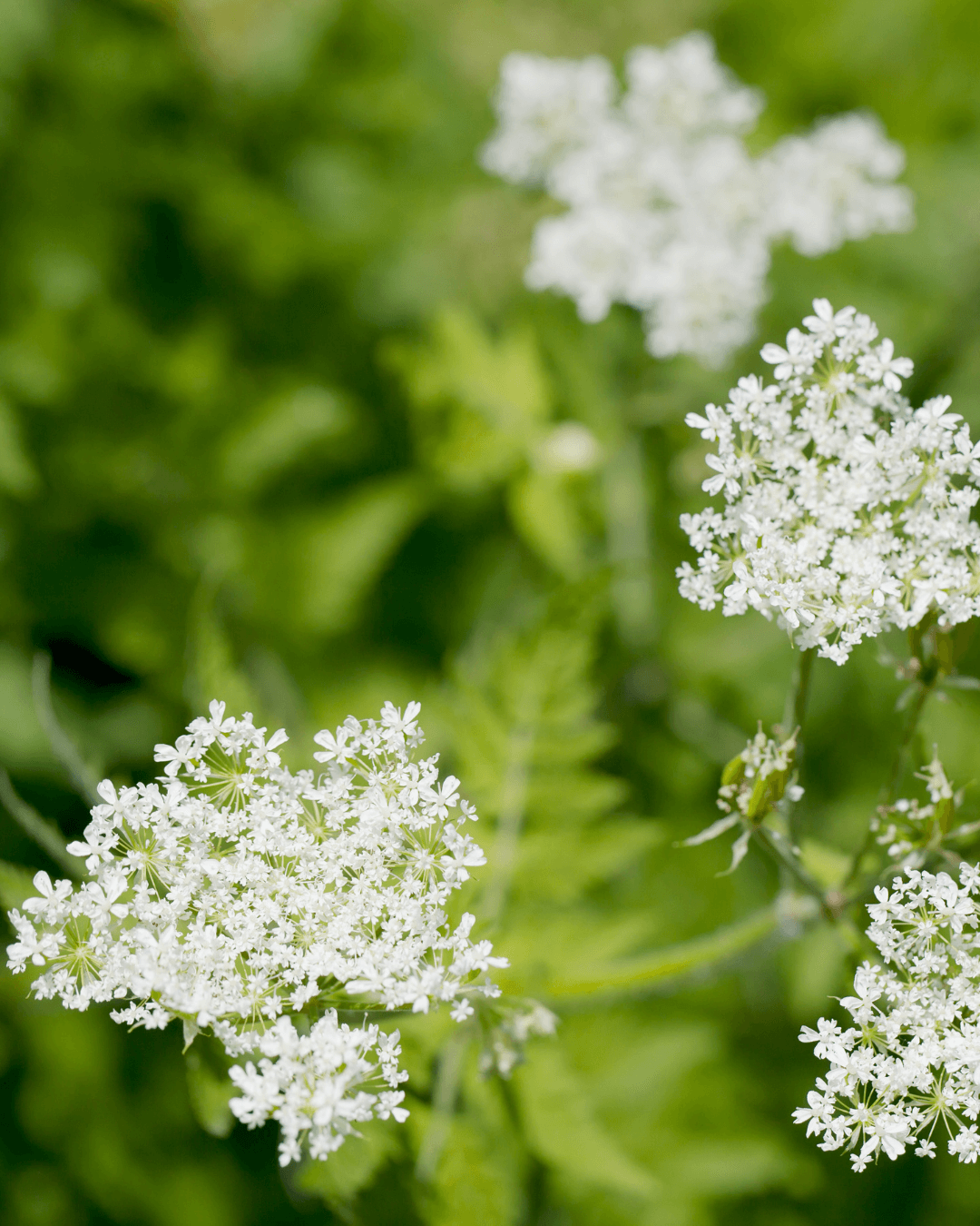 Native Plants, Trees & Shrubs – City of Toronto