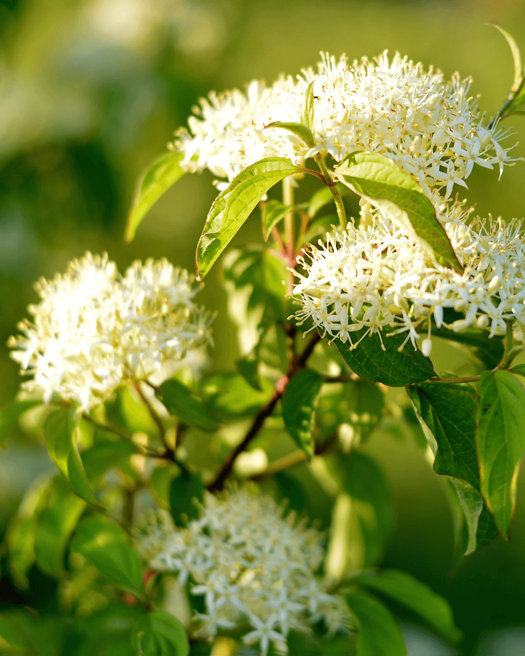 Native Plants, Trees & Shrubs – City of Toronto
