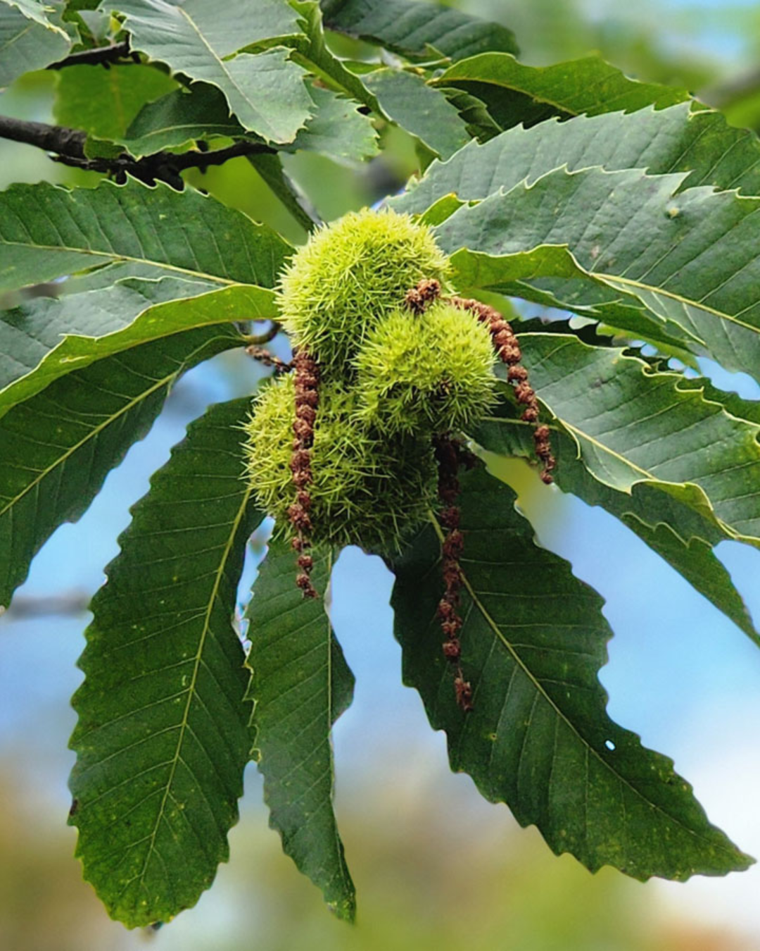 Native Plants, Trees & Shrubs – City of Toronto