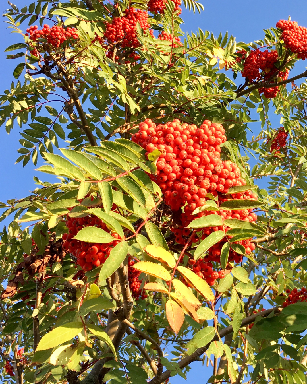Native Plants, Trees & Shrubs – City of Toronto