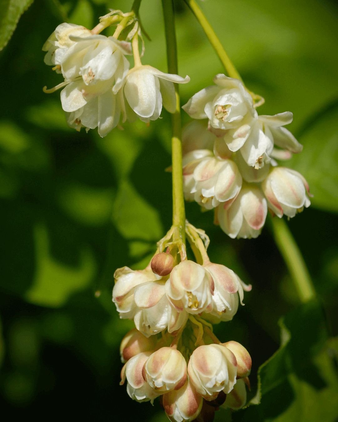 Native Plants, Trees & Shrubs – City of Toronto