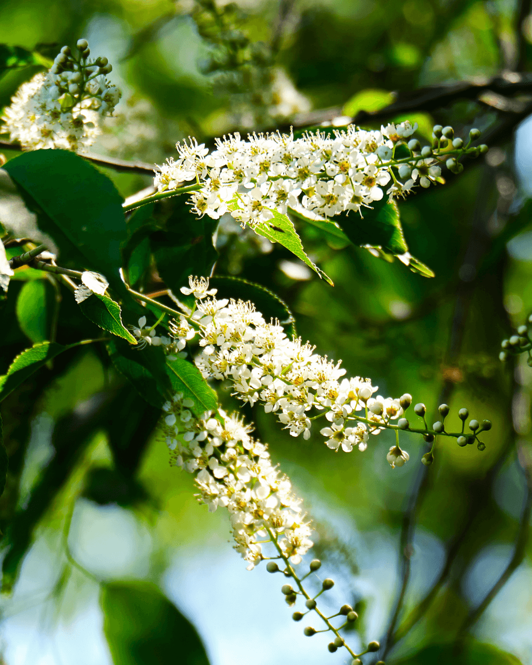 Native Plants, Trees & Shrubs – City of Toronto