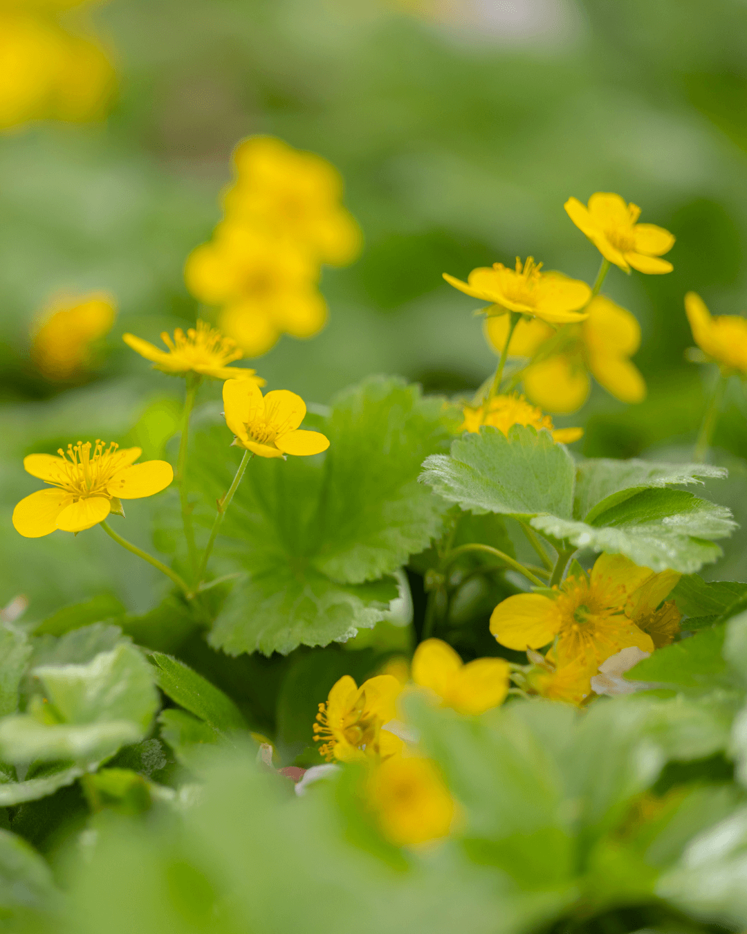 Native Plants, Trees & Shrubs – City of Toronto