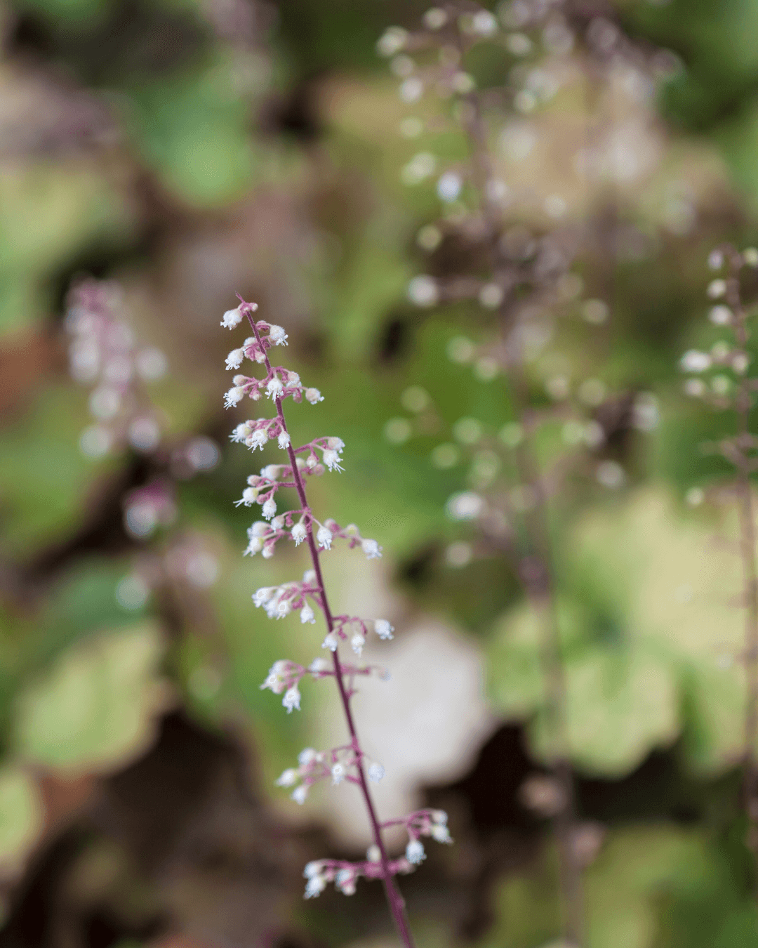Native Plants, Trees & Shrubs – City of Toronto