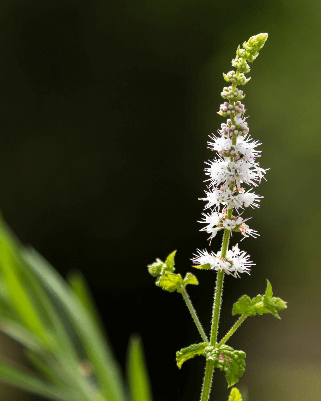 Native Plants, Trees & Shrubs – City of Toronto