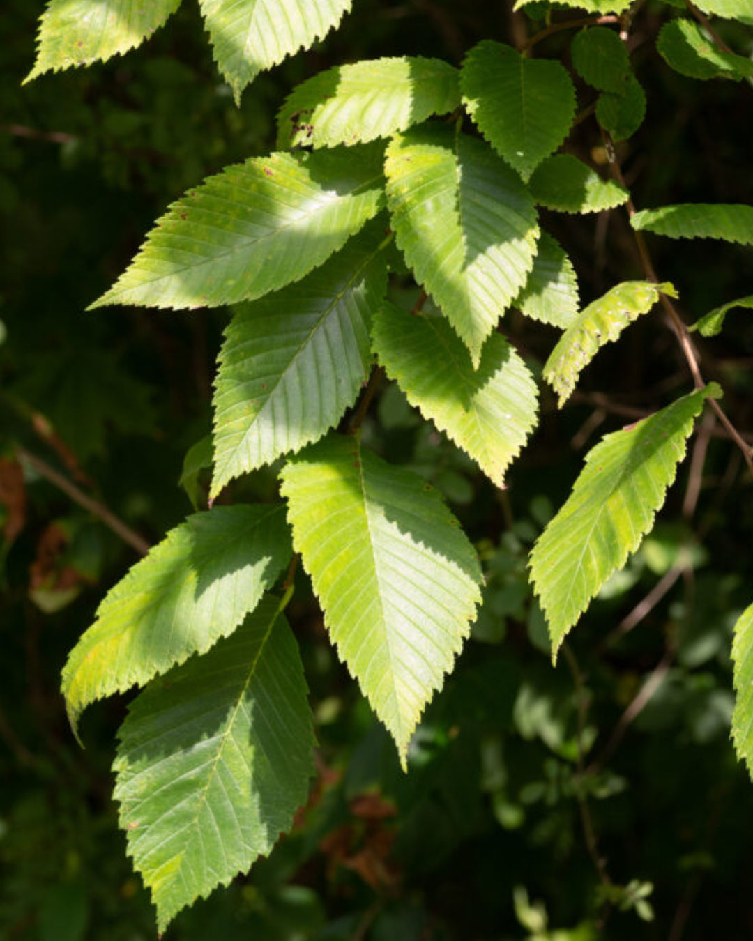 Native Plants, Trees & Shrubs – City of Toronto