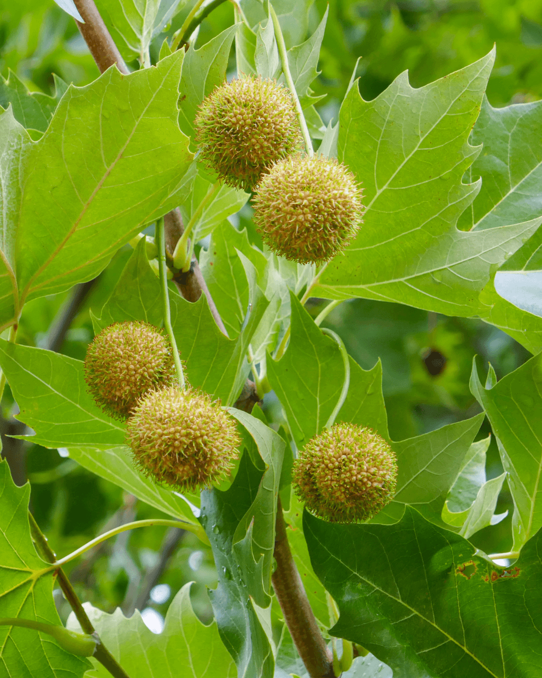 Native Plants, Trees & Shrubs – City of Toronto
