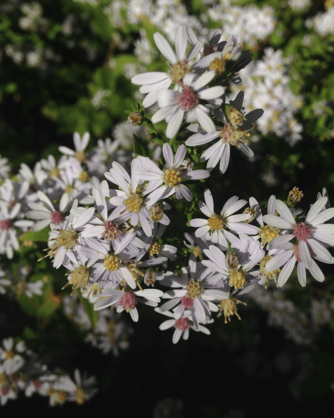 Native Plants, Trees & Shrubs – City of Toronto