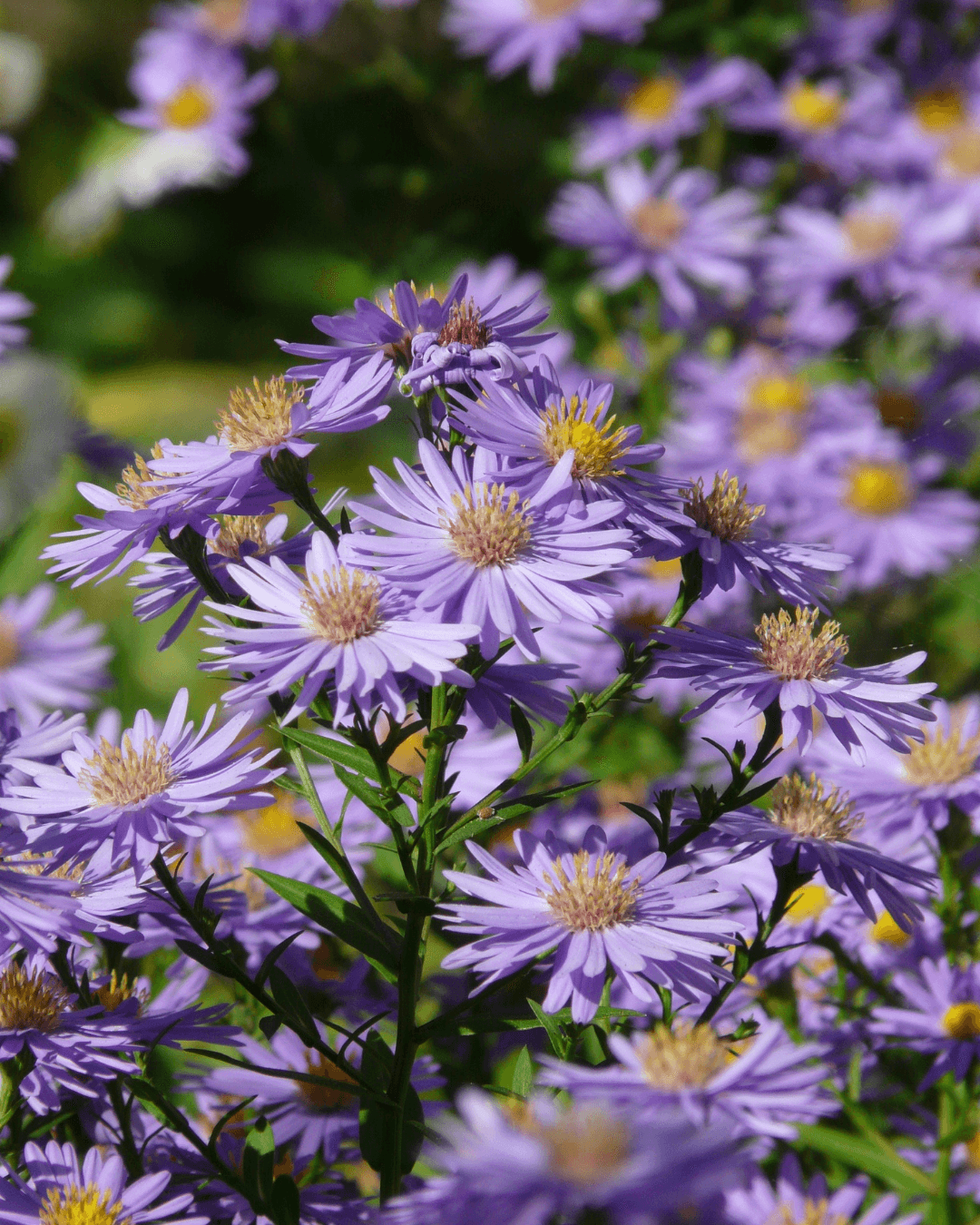 Native Plants, Trees & Shrubs – City of Toronto