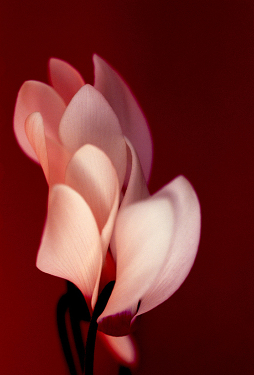 close up photograph of a pink flower on a maroon background